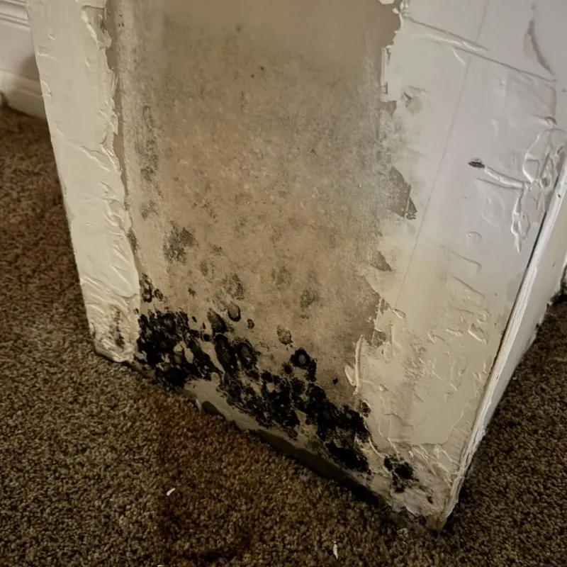 Professional Mold Removal in Orange County, CA